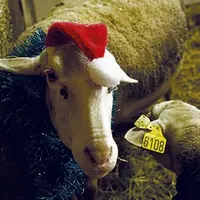 Pour la première fois, un marché de Noël a été organisé à Hyelzas, sur le Causse Méjean. À l'initiative du Gaec de Hyelzas, près de 300 personnes sont