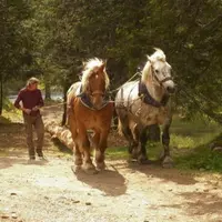 Florent Dalloz avec son Comtois et son Percheron. « Dans l’association tous les chevaux répondent aux mêmes ordres. On peut donc utiliser les animaux