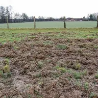 À l'image du reste du pays, la Lozère déplore cette année une augmentation des dégâts causés par le grand gibier sur des parcelles agricoles. Le sangl