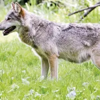 Dix présidents de conseils départementaux des Alpes demandent la révision des méthodes de comptages des loups. Dans les Pyrénées, c’est le chiffrage d