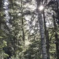 Le couvert végétal forestier filtre l’eau. De nombreuses études ont ainsi mis en évidence la faible teneur en nitrates des eaux infiltrées sous les fo