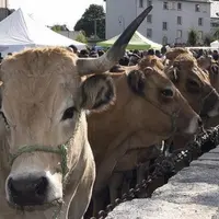 La fête de l’Aubrac, qui a lieu le 5 septembre, sera maintenue cette année. Une fête à la saveur particulière en raison de la crise sanitaire, selon l