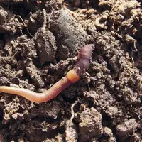 Morphologie : Un ver de terre est constitué d’un corps mou, segmenté sous forme d’anneaux (classe des annélides). Chaque anneau possède 8 petits poils