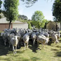 Moutonniers, préparez-vous pour le 9e concours agnelles BMC du samedi 25 septembre, à Aumont-Aubrac.