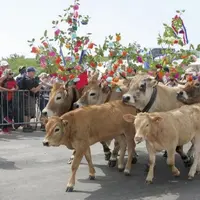 Dimanche 22 mai, la fête de la transhumance a attiré une foule nombreuse, sous un soleil radieux, pour célébrer l'Aubrac et ses estivants.