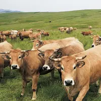 Le directeur de l'abattoir du Gévaudan, Olivier Racaud, répond aux questions du Réveil Lozère.