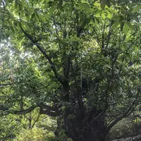 Après quinze ans de démarches et réflexions, l’AOC Châtaigne des Cévennes vient d’être reconnue par la France. Une notoriété qui devrait permettre de