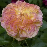 Les pépiniéristes français ont offert aux visiteurs leurs plus beaux spécimens comme ce rosier à grandes fleurs aux tons dégradés.
