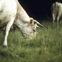 Les éleveurs de ruminants devraient ouvrir la voie, avec leur méthode « Carbon Agri », qui a été validée en juin par le gouvernement.
