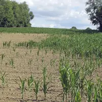 L'année 2019 a été marqueée une fois encore par les aléas climatiques. Un gros orage, à la mi-juin, a anéanti les récoltes au moment de l'ensilage.