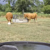 Protéger les animaux de la chaleur, comment les nourrir et les abreuver : un enjeu partagé à l’échelle mondiale.