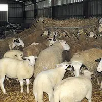 Les brebis accélérées doivent être en bon état corporel.