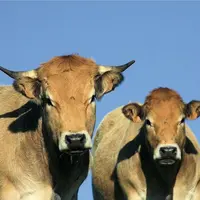 Le ministère de l’Agriculture a décidé de reculer d’un an l’obligation pour les agriculteurs non-assurés et assurés de choisir un interlocuteur unique