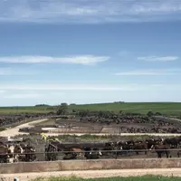 Un arrêté suspend l'importation de viandes provenant d'élevages utilisant des antibiotiques pour favoriser la croissance des animaux.