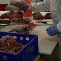 Interbev informe les éleveurs, les marchands de bestiaux, les abatteurs… et l’ensemble des autres acteurs de leurs droits et devoirs au sein de la fil