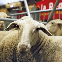 Samedi 25 septembre, le concours du broutard revient s'installer à Aumont-Aubrac, après une année sans concours pour cause de crise sanitaire mondiale