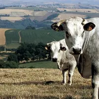 Depuis l’été 2022, le département des Pyrénées-Orientales connaît un épisode de sécheresse exceptionnel tant par sa durée que son intensité. Face aux