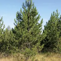 En Lozère, depuis de nombreuses années, le conseil départemental poursuit une démarche d'aide à la restructuration du foncier forestier.