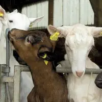 En 2022, la chambre régionale d'agriculture d'Occitanie a lancé un appel à projet pour l'adaptation des bâtiments aux fortes chaleurs pour les petits