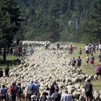 Samedi 18 juin, devant une foule réunie sous le chaud soleil de juin, les 2 600 brebis du groupement de Finiels ont transhumé jusqu'à leur estive d'ét
