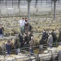 Vente aux enchères de brebis au marché d''Ashford (Kent).