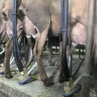 L’avenir des fermes passera par l’unité massive et transversale des producteurs. La future OPBR espère entre autres réduire l’écart du prix du lait pa