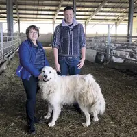 Christiane Lambert, présidente de la FNSEA, est venue sur l'exploitation ovine de Luc Étellin à Aiton en Savoie, pour soutenir les éleveurs face à la