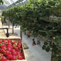 Récolte de fraises arrivées à maturité tandis que les tomates mûrissent.