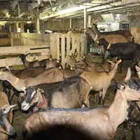 Les mesures de confinement liées à la crise sanitaire du Covid-19 ont touché de plein fouet les fromages AOP. Aujourd’hui la consommation reprend, lai