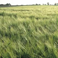 D’ici 2025, le groupe coopératif de l’Ouest veut tripler les ventes de sa marque « La Nouvelle agriculture » et doubler celles en bio. Cette année doi