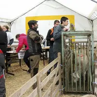 L’évaluation de l’engraissement des agneaux, l’une des huit épreuves du concours.