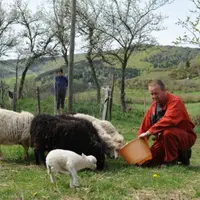 Les moutons survivants sont devenus plus méfiants et plus difficiles à approcher.