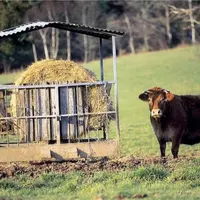 Lors du Sommet de l'élevage, l'Idele présentait les résultats d'essais de pâturage hivernal menés dans trois élevages bovins du grand Ouest.