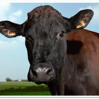 Filouse est la mascotte de cette 52e édition.