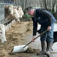Les TMS sont fréquents en agriculture et notamment en élevage bovin.