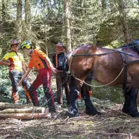 Mercredi 9 juin, la MFR de Javols a présenté à la presse l'initiation au débardage par cheval qu'elle offre à ses élèves.
Cette discussion a lieu à l