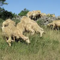 En faisant pâturant les surfaces pastorales aux brebis et agnelles, Caroline et Alain Compan économisent sur les intrants tout en entretenant les espa