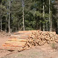 La surface couverte en forêt a plus que doublé en France en 200 ans.