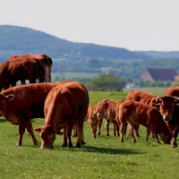 L'offre d'animaux est élevée, les cours en souffrent.