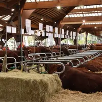 La Corrèze recevait du vendredi 23 septembre au dimanche 25, le concours national salers. Le berceau de la race était évidemment fortement représenté.