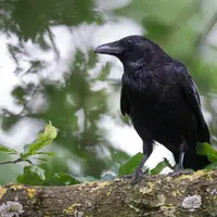 La corneille est reconnaissable entre tous les corbeaux, grâce à son bec noir et droit, dans le prolongement de l'oeil.