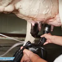 La
collecte de lait en France au plus bas depuis 2013