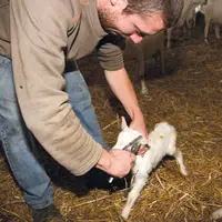 Un éleveur accroche une boucle d'identification à l'oreille d'un chevreau sur une aire paillée.