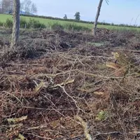 une parcelle agricole avec des branches au sol, du bois mort, des souches