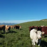 Vaches au pâturage montagne.