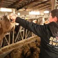 La race bovine brune séduit les éleveurs du Cantal.