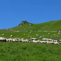 Troupeau ovin en estive dans le Sancy.