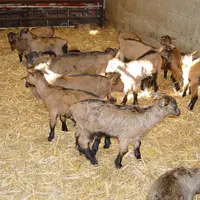 Avec cette association, les éleveurs souhaitent valoriser cette viande encore peu connue des consommateurs, bien que familière des anciennes génératio