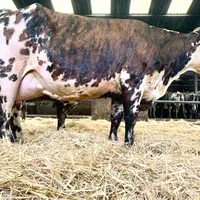 Vache normande au Gaec Merle Cantal