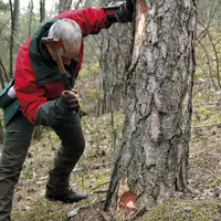 Un agent de l'ONF penché sur un arbre pour le marquer
